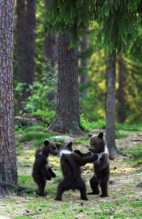 ples medvjedica suma priroda finska Valtteri Mulkahainen10