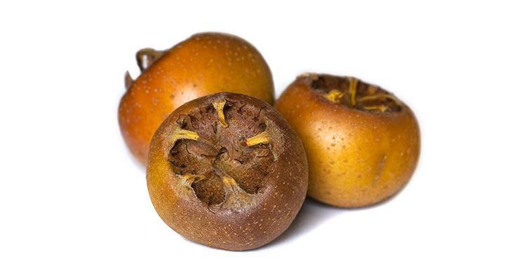 Mespilus germanica 