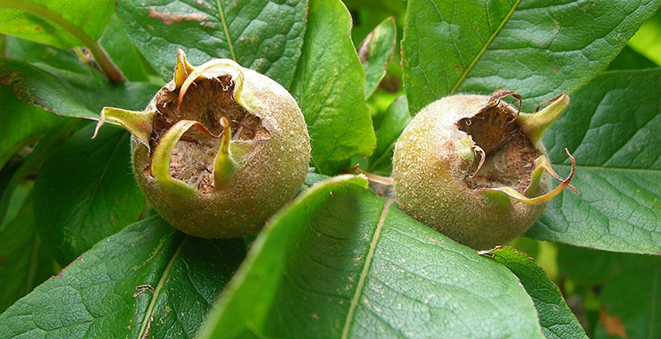 Mespilus_germanica_fruit