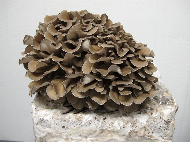 maitake1