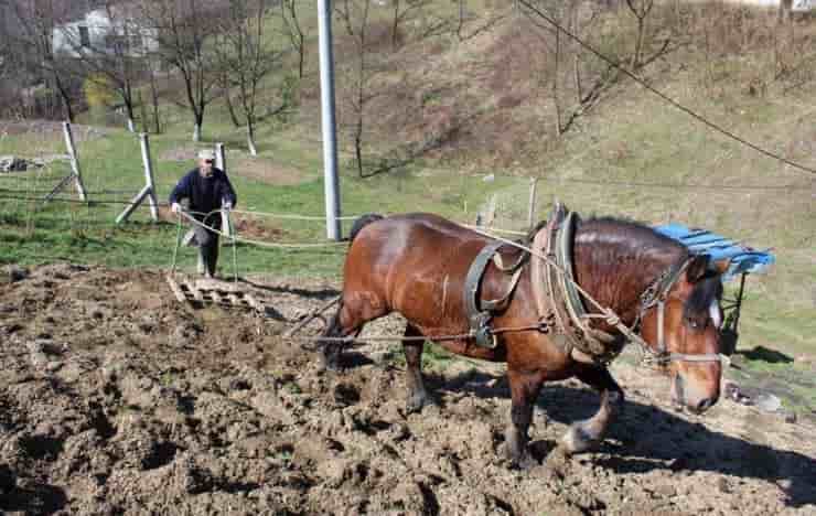 farmhorse