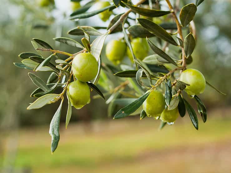 fresh olives