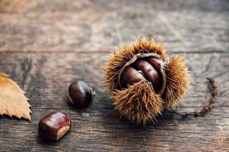 chestnut 1