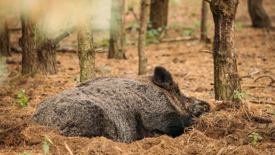 bigstock belarus wild boar or 