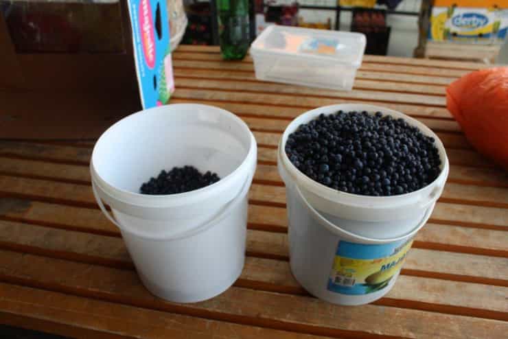 blueberry10km1kg