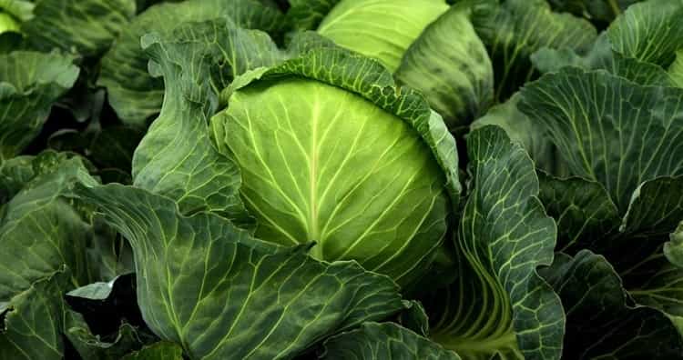 cabbage