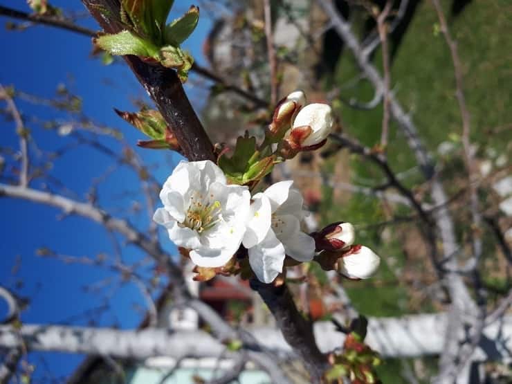 flowerblossom