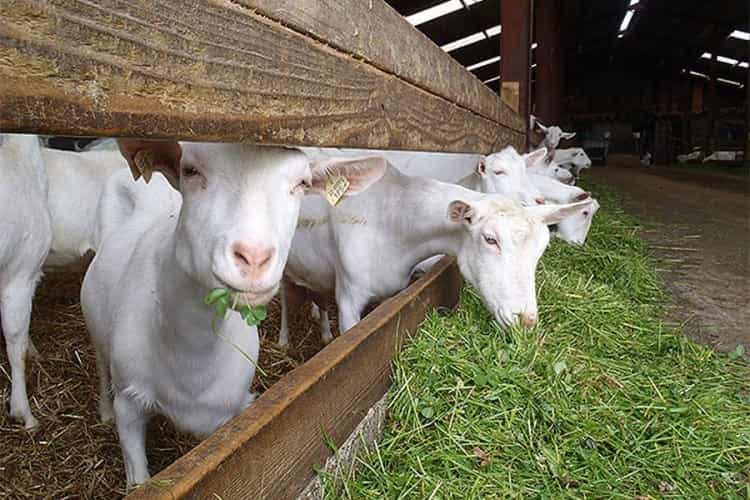 goatssss 1