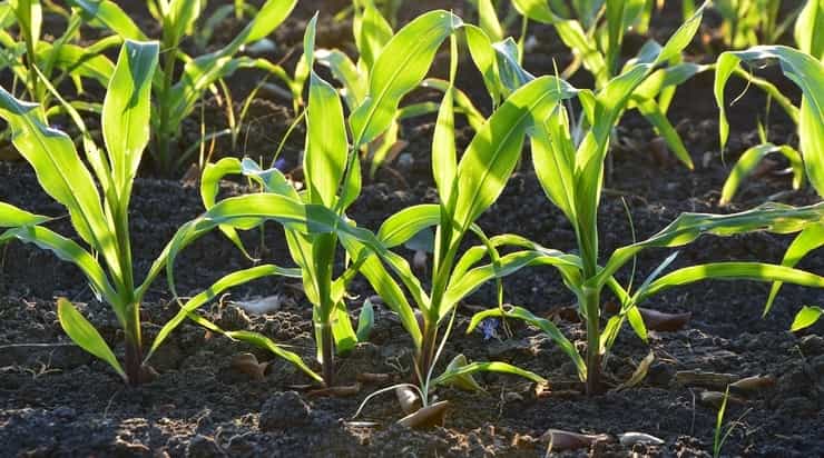 kukuruz corn growing 1