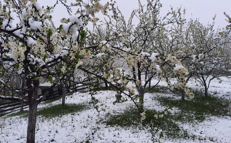 snow on the trembling trees