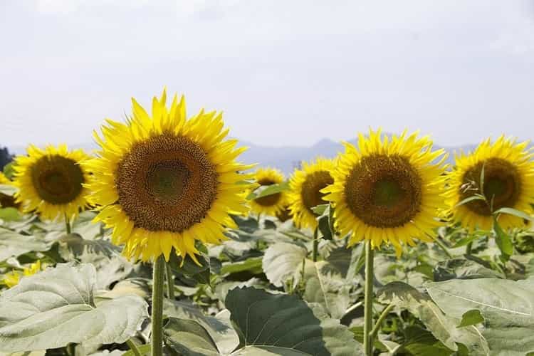 sunflowers