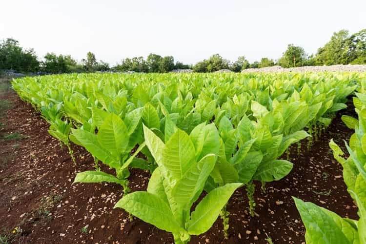 tobacco plant