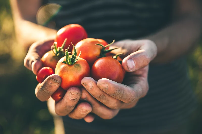 tomatospara