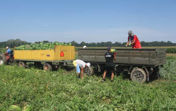 watermelon harvest