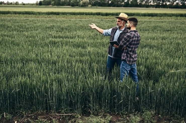 wheatfiled 1