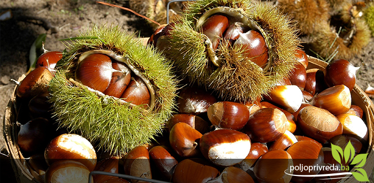 chestnuts