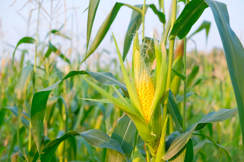 corn farm