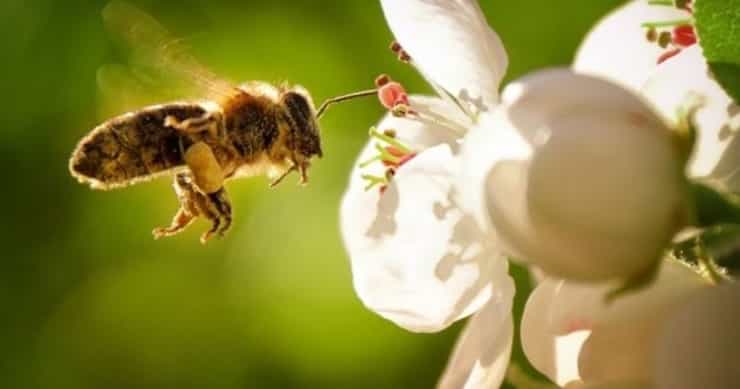 eu to halve pesticides by 2030 to protect bees biodiversity