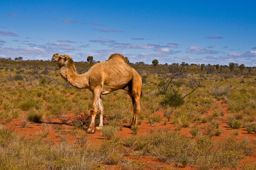 camel_australia