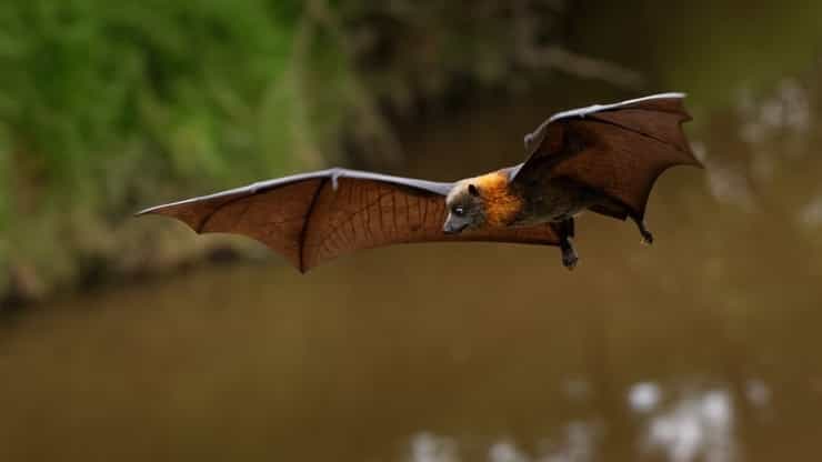 coronavirus bat