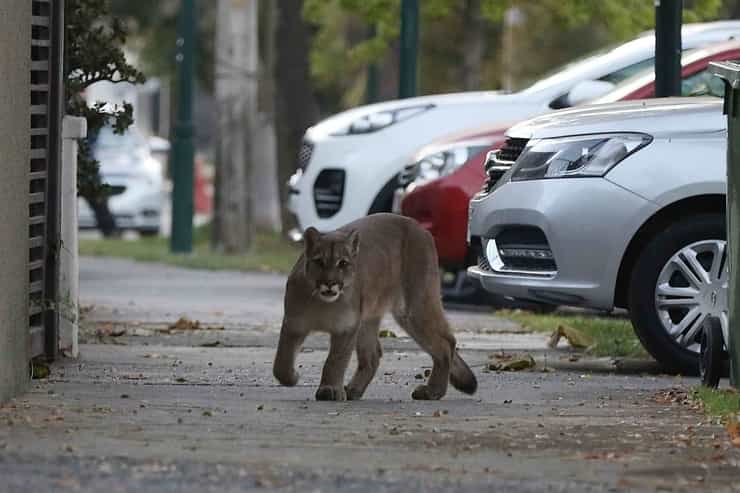 puma