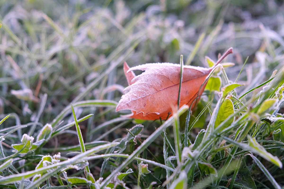 frost grass