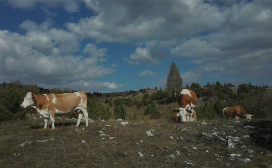 emir kusturica krave mondo3